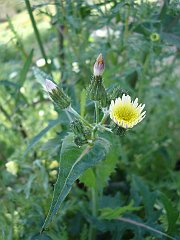 sonchus oleraceus